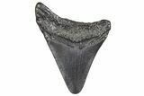 Juvenile Megalodon Tooth - South Carolina #359030-1